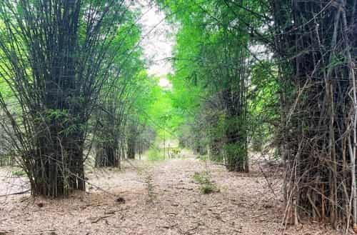 Hennur Bamboo Forest